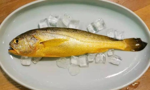 大象皮有什么药用价值网 - 为你提供大象皮有药用价值吗、大象皮药用价值有哪些